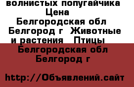 2 волнистых попугайчика  › Цена ­ 0 - Белгородская обл., Белгород г. Животные и растения » Птицы   . Белгородская обл.,Белгород г.